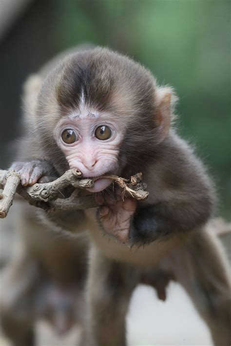 Breaking Hurt Smallest Baby Monkeys AVA Baby ALDO Don&39;t Cruelty Cute Girl AVA Until Fall Down. . Tree rat monkey pet